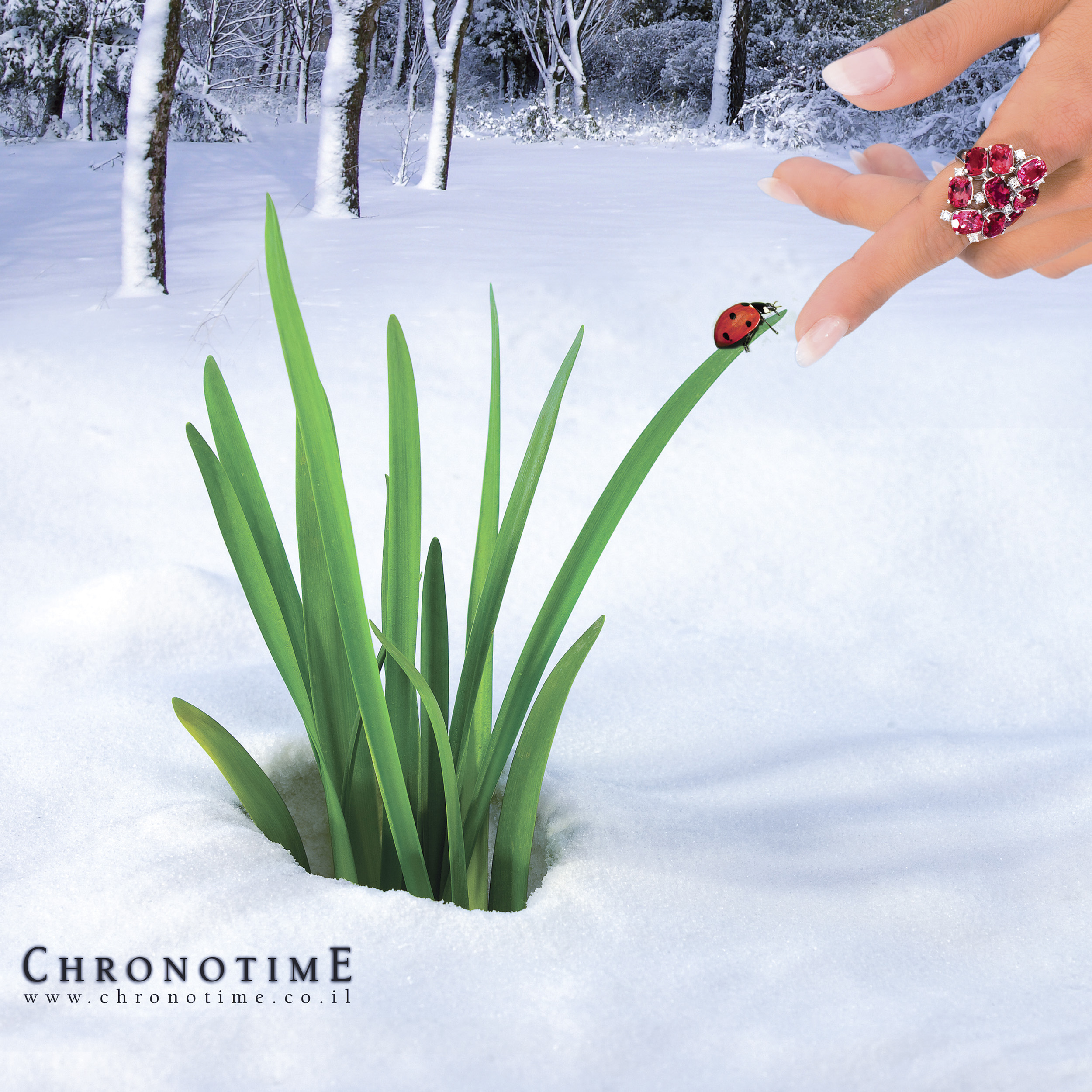 מודעה לכרונוטיים יד עם טבעת משובצת אבני חן מושטת לכיוון צמח ירוק הבוקע מתוך השלג ועליו חיפושית משה רבנו אדומה ברקע עצים מכוסים שלג. צולם עי ידי סטודיו רייס איתי ומנחם עבור משרד הפרסום ALL-IN-1